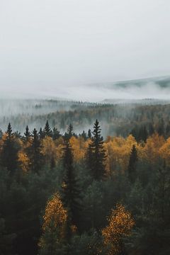 Mist over herfstbos van fernlichtsicht