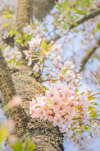 Fleurs légères le long d'un tronc lumineux