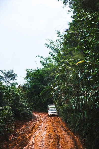 On the way to the jungle by Yvette Baur