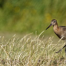 Courlis des marais sur Detlef Schöler Fotografie