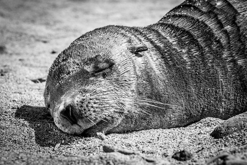 slapende schoonheid by Niels van Fessem