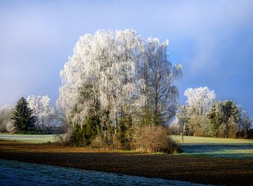 Winterlandschap met een groep bevroren berken van ManfredFotos