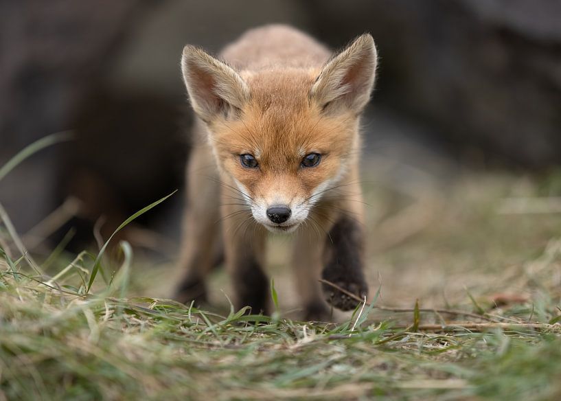 Junger Fuchs kommt zu Ihnen von Patrick van Bakkum