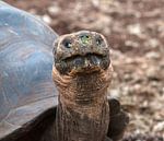Galapagosreuzenschildpad von Maarten Verhees Miniaturansicht