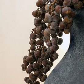 Still life of juniper on grey pitcher by Humphry Jacobs