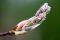 Knop