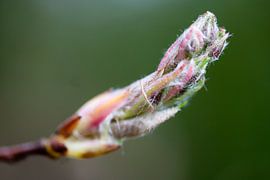 Knop by Frederique Richard