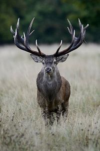 Hirsch... Rothirsch *Cervus elaphus* 