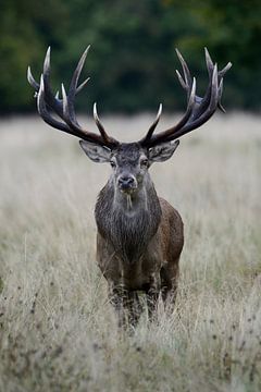 Red Deer *Cervus elaphus*, powerful stag van wunderbare Erde