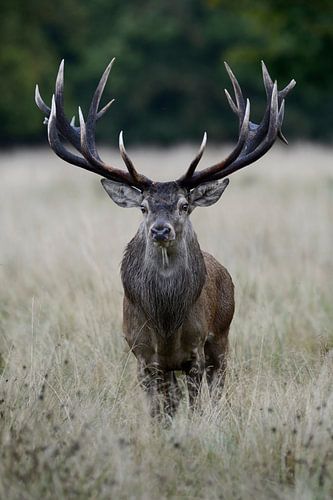 Red Deer *Cervus elaphus*, powerful stag