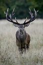 Red Deer *Cervus elaphus*, powerful stag by wunderbare Erde thumbnail