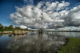 trübe Feuchtgebiete von Jo Beerens