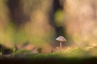 A small fragile mushroom: the Mycena by Moetwil en van Dijk - Fotografie thumbnail