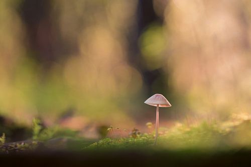 Een kleine fragiele paddenstoel: de Mycena