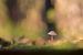 Een kleine fragiele paddenstoel: de Mycena van Moetwil en van Dijk - Fotografie