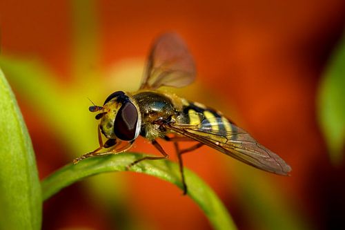 Hoverfly