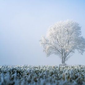 Frozen tree by Catrin Grabowski