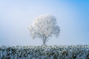 Gefrorener Baum