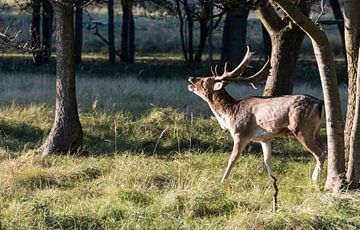 belling fallow deer in nature
