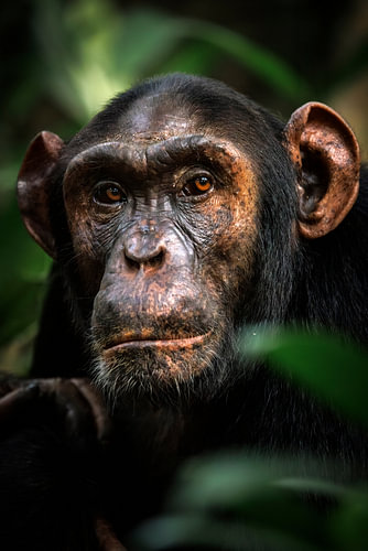 Chimpansee in het Regenwoud van Kibale, Oeganda