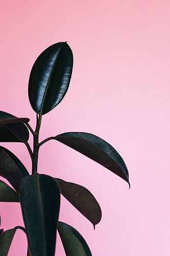 Rubber Plant Pink
