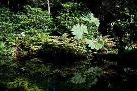 Japanese Garden by Michel Mees