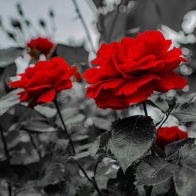 Red rose flowers by Mariusz Jandy