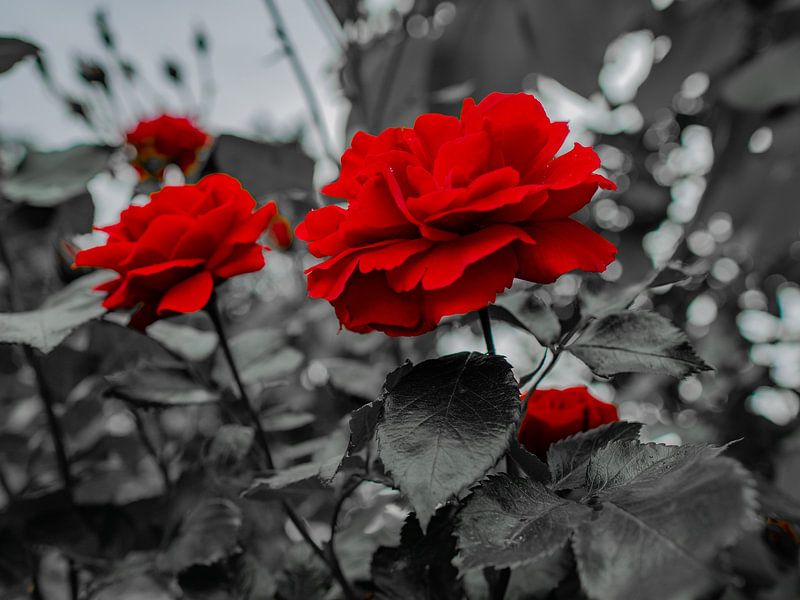 Red rose flowers by Mariusz Jandy
