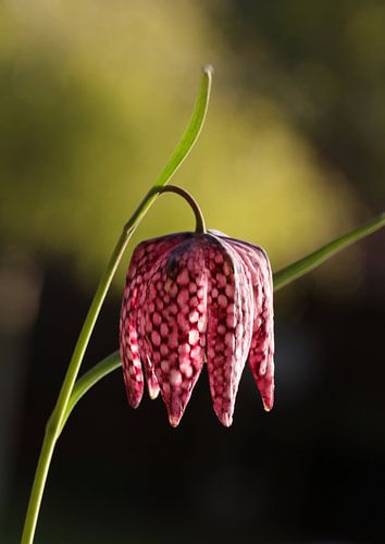 Schachbrettblume 