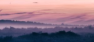 brouillard en soirée, une fête dans les tons de rose et orange