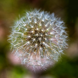 Löwenzahn – Taraxacum officinale von Dick Hoogenboom