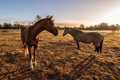 Unis dans le pâturage