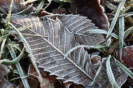 Blad met rijp in de winter von Susan Dekker
