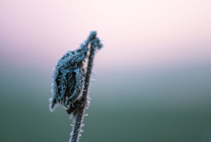 frozen leaf by Tania Perneel