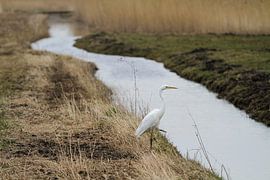 Great Egret at the waterfront
