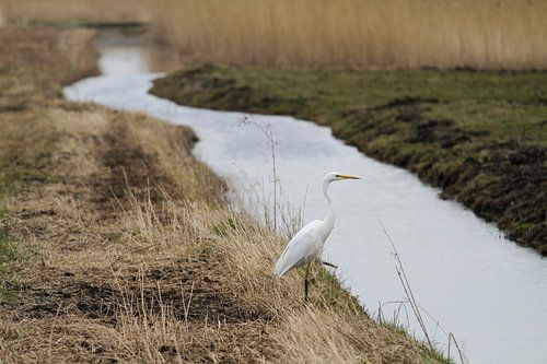 Zilverreiger aan de Waterkant