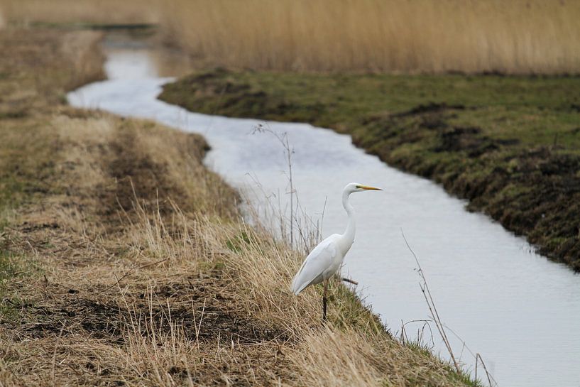Zilverreiger aan de Waterkant par Charlene van Koesveld