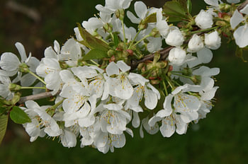 Kersenbloesem