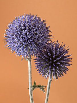 Samen: Eenvoudig portret van twee distelbollen van Marjolijn van den Berg