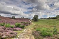 Brunssummer heide