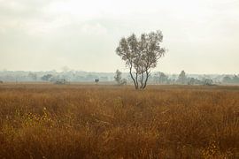 Slilte à De Malpie à Valkenswaard (Noord-Brabant) sur Marko | Bestemming Buitenlucht
