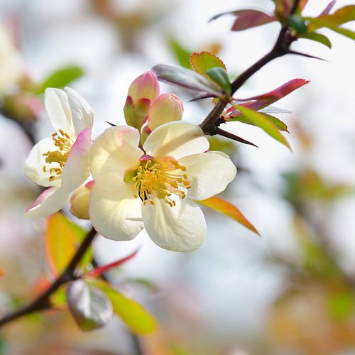 Spring by Violetta Honkisz