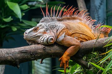 A colourful iguana by Joost Potma
