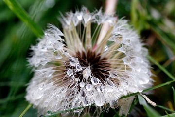 Dandelion with raindrops by Jan Sportel Photography