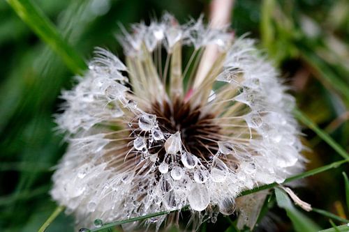 Pissenlit avec des gouttes de pluie