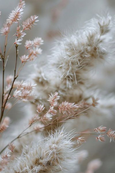 Weiche Federn und Zweige in neutraler Palette von Imperial Art House