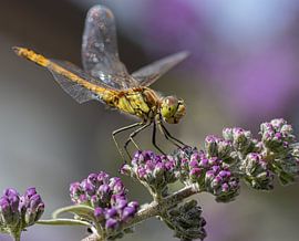 Libelle op paarse vlinderstruik van Karen de Boer