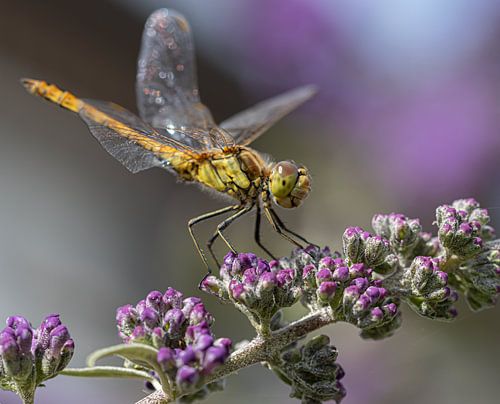 Libelle auf lila Schmetterlingsstrauch