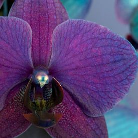 closeup van een paarse orchidee tegen een blauwe achtergrond van W J Kok