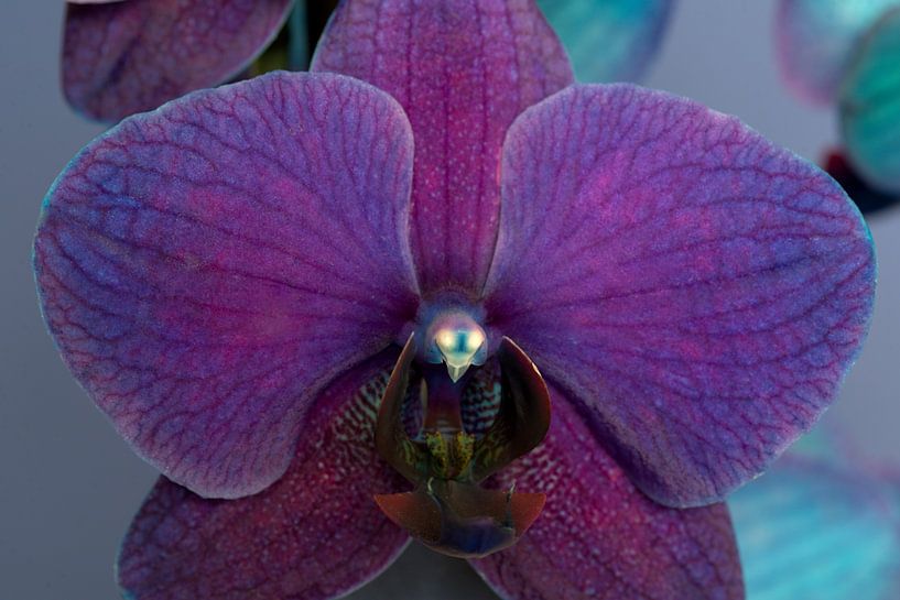 closeup of a purple orchid against a blue background by W J Kok